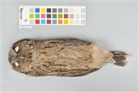 藏品(領角鴞)的圖片